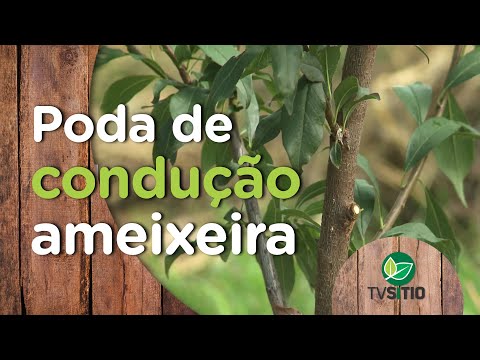 Vídeo: Dicas para desbaste de ameixeiras: como e quando desbastar ameixeiras