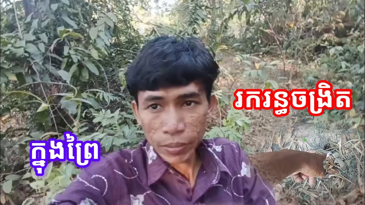 ស្វែងរករន្ធចង្រិត ពេលព្រឹកក្នុងព្រៃ