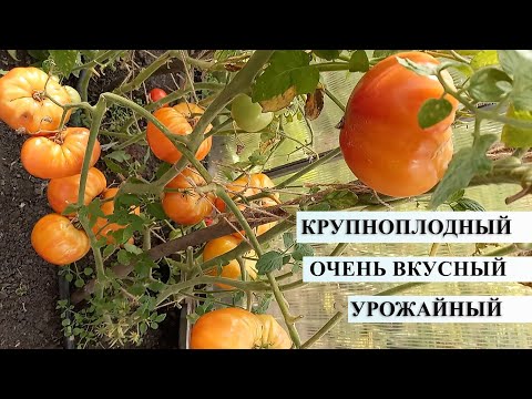 Video: Pomidor 