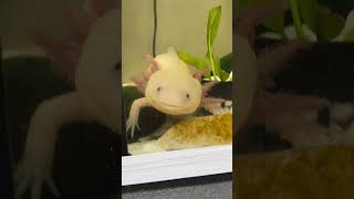 Обиделся 🫢 #аксолотль #axolotl