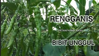 Cabe Rawit Rengganis Top Buah Super Lebat & Besar