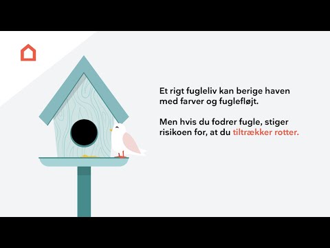 Video: Fodring af vilde fugle - Sådan tiltrækker du fugle i haven