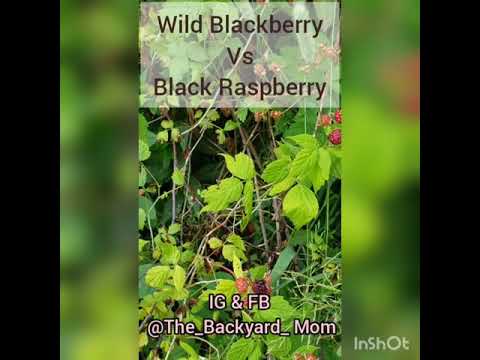Video: Forskellen Mellem Blackberry Og Black Raspberry