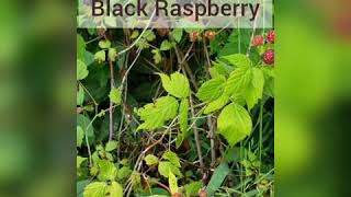 How to recognize wild blackberry vs black raspberry
