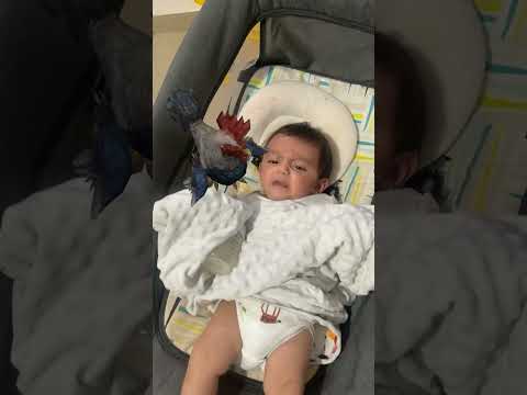 الدجاجة فكرت يوسف الصوص ابنها ييييي كتاكيت بيبي هالصيصان اكسبلور