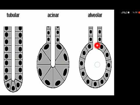 محاضرة البرنامج د محمد كساب 17 11 2020