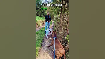 The Fearless Dogo Argentino A Breed Like No Other 