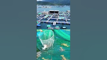 Top 10 tỉnh thành nuôi Tôm nhiều nhất Việt Nam hiện nay