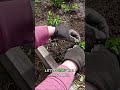 Take Cuttings from Perennials #SimpleGardening #PlantMultiplying