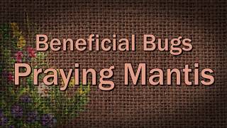 Praying Mantis – Beneficial Bugs