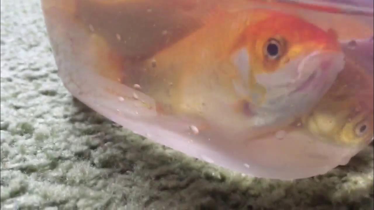 Goldfish disposal the proper way to get rid of goldfish YouTube