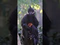Endangered Francois Langur Baby
