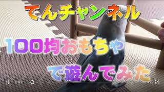 コザクラインコと一緒に100均のおもちゃで遊んでみた(噛み癖防止、はじめてのお迎え、クリッカートレーニング、かわいい、飼い方、なつかせ方、オス、メス、卵、ご飯、あわ玉、ペレット、塩土、野菜、雛)