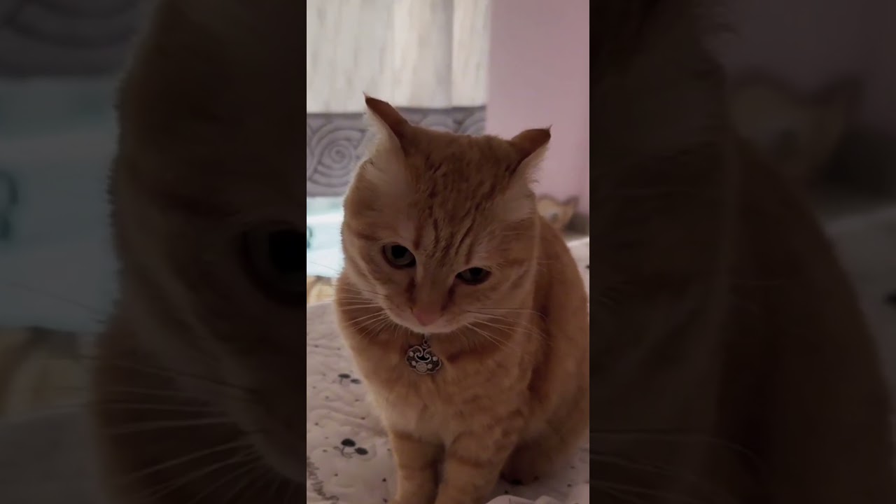 when my cats wanna play with me 😆🐈 