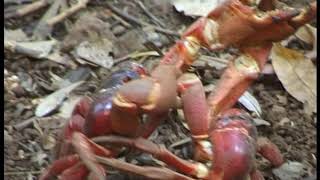 Red Crabs Fighting!