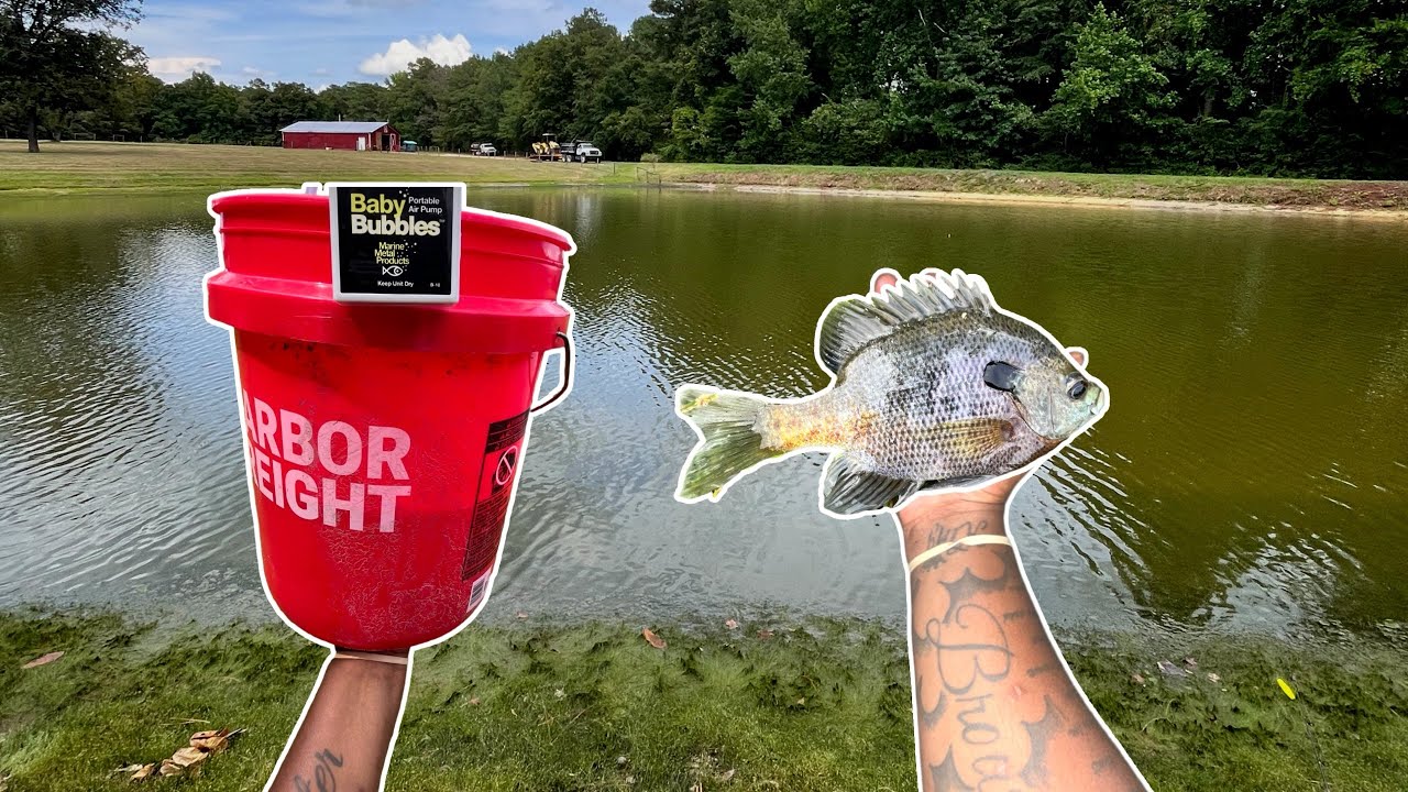 WE FOUND THE FARM BLUEGILL MOTHER LOAD ‼️