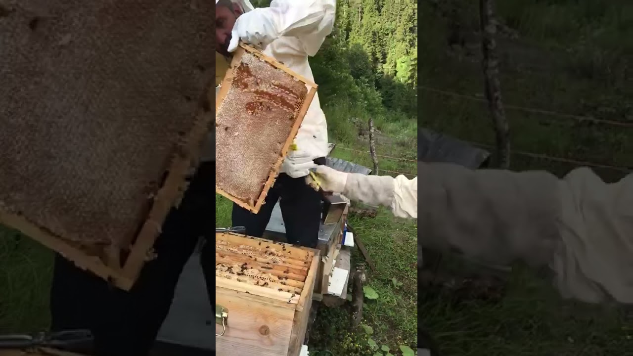 Kafkas Damızlıktan alınan Kuluçkalık hariç alınan 50 kg bal