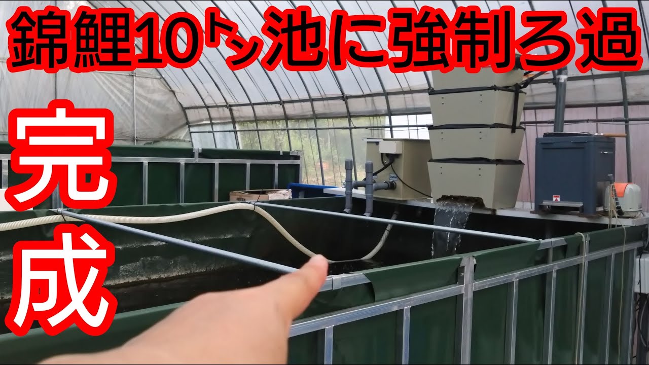 10㌧錦鯉池【強制濾過器を稼働】究極の水を作る！　#錦鯉 　#アクアリウム　#koi　#日本エコル　#強制濾過機