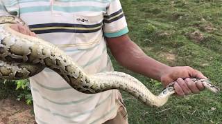 Technology Python Snake Hole Trap