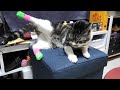 隙をついて猫の後ろ足に靴下を履かせてみる☆靴下より掃除機が気になるリキちゃん☆高速足振り靴下脱ぎが可愛いｗ【リキちゃんねる・猫動画】Cat video　きじしろねこのいる暮らし