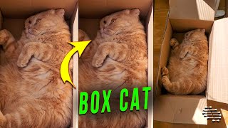 Cat Getting Cozy on Its Back in a Box