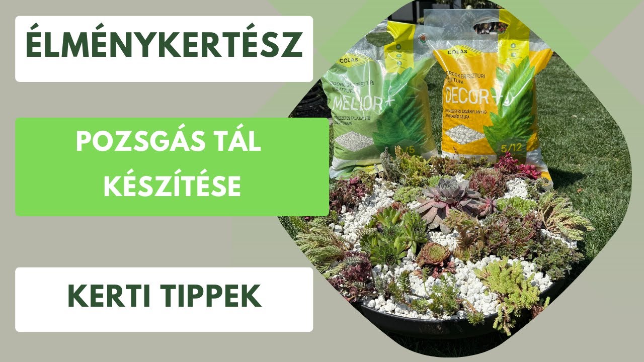 Így készíts gyönyörű pozsgás asztaldíszt otthon!🪴