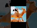 Panda’s Desert Safari! | #PandaShorts #CutePanda #DesertChallenge #PandasDesertSafari #tooncinematic