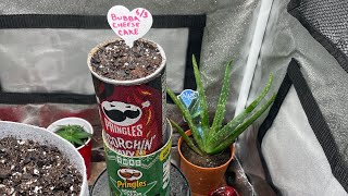 Pringles Can Cannabis Grow Off - Bubba Cheesecake - Wk 1 (Germination)