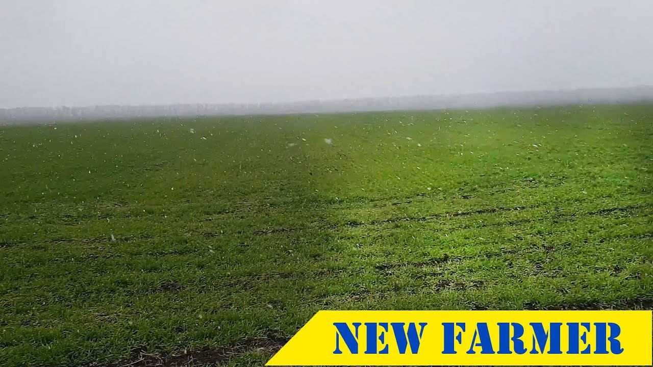 Рум или сеялка? Подкормка пшеницы.