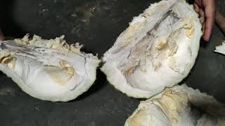 Belah Duren Montong Palu Jatuh Pohon.. Mantap guys....