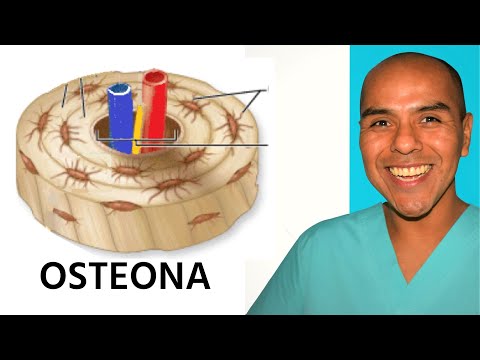 Vídeo: Diferencia Entre Osteoblastos Y Osteocitos