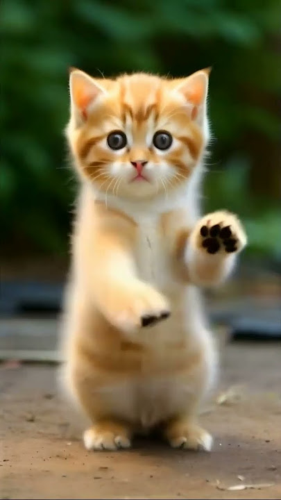 super bill dance 😺😸😾😼🐈🐈🐈