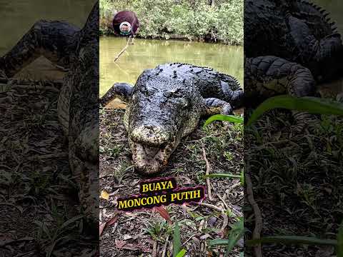 BUAYA MONCONG PUTIH