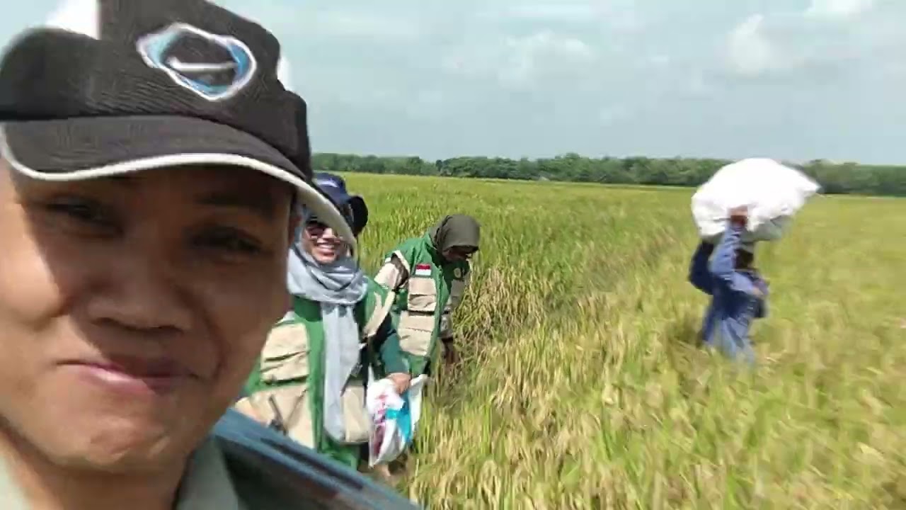 050326 UBINAN PADI MAJU MAKMUR PENGANTEN BALEN