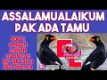 masteran burung beo mp3 di jamin ampuh 100% tak lama ikut bicara