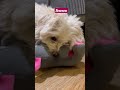 Im dead out of the cuteness...I can't speak