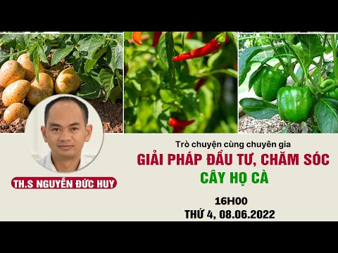 Video Giải pháp đầu tư, chăm sóc cây họ cà - Chuyện nhà nông... - youtube