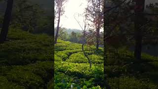 Perkebunan Grenlip  Short  kaduddanit sukabumi