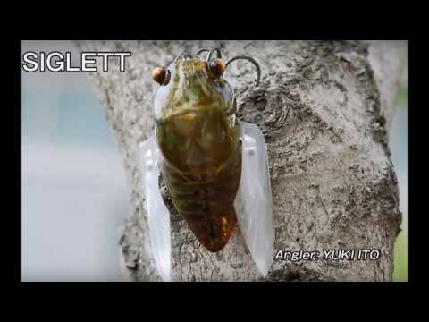 Megabass SIGLETT, любопытная цикада.