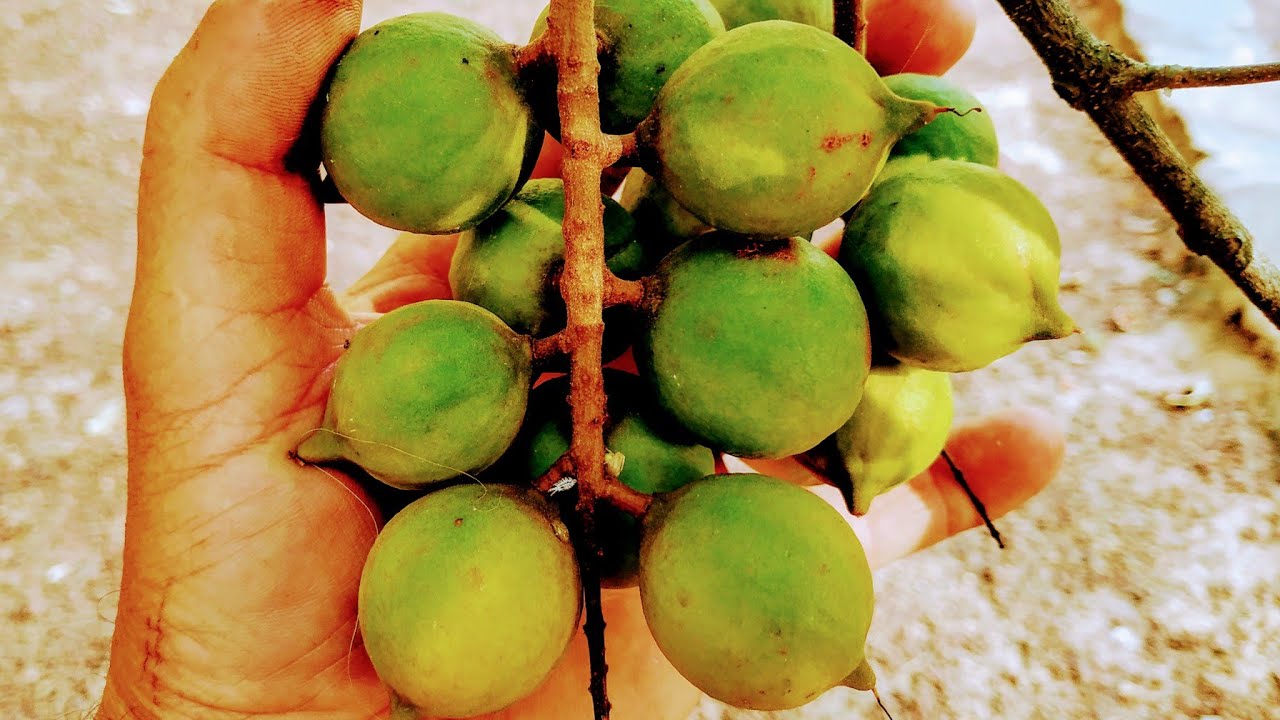 Macadamia tetraphylla eating in Gran Canaria