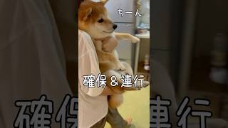 お風呂を拒絶する柴犬は【入浴後】豆柴アオと柴犬委員会 Shiba Inu Lovers　mameshiba AO & shiba inu committee #Shorts