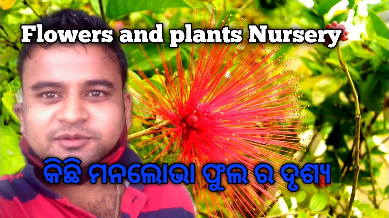 Flowers and plants Nursery YouTube