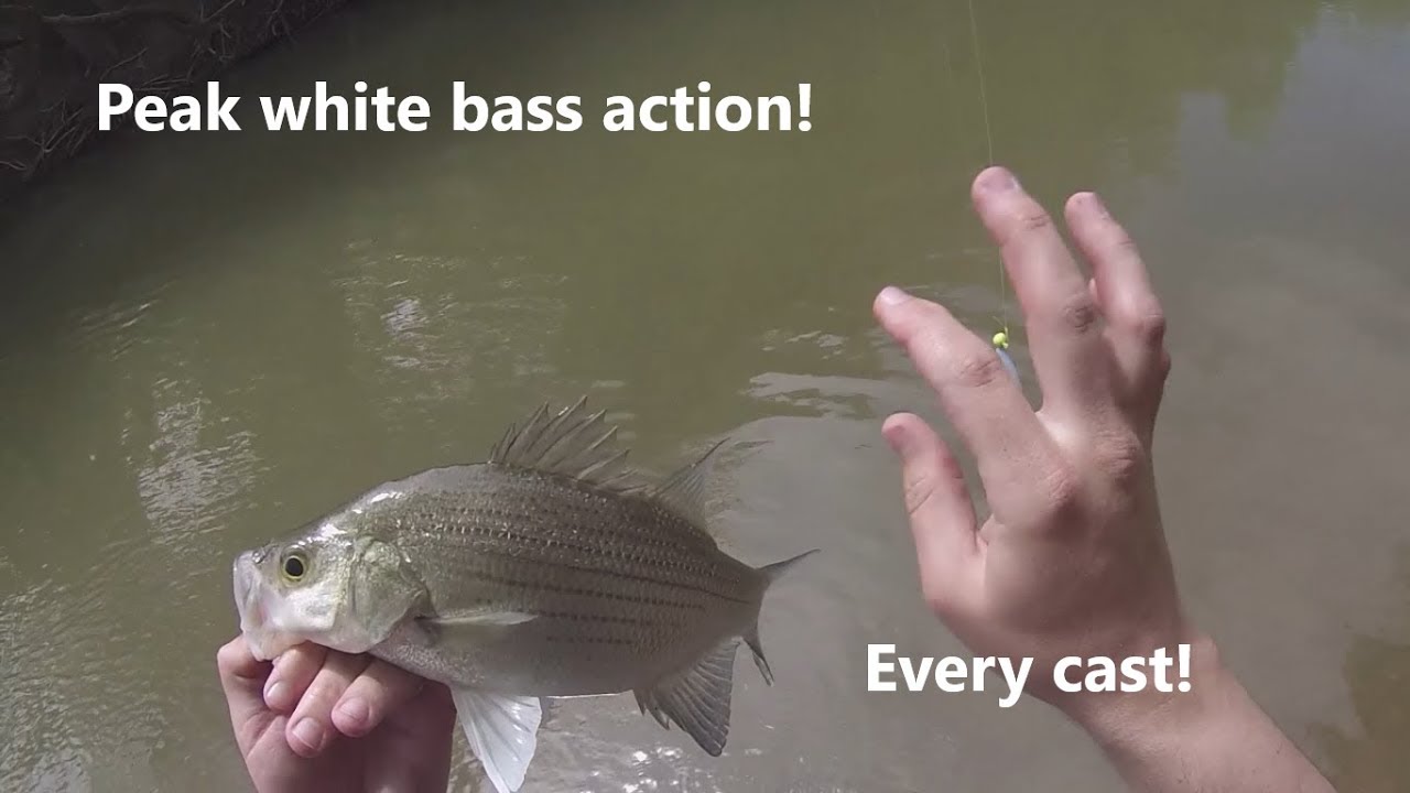 White bass frenzy in the creeks! Texas peak spawning run action! Fish