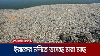 ইরাকের নদীতে ভাসছে হাজার হাজার মরা মাছ! | Iraq Dead Fish | Jamuna TV