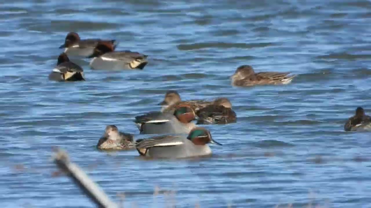 alzavole ballerine