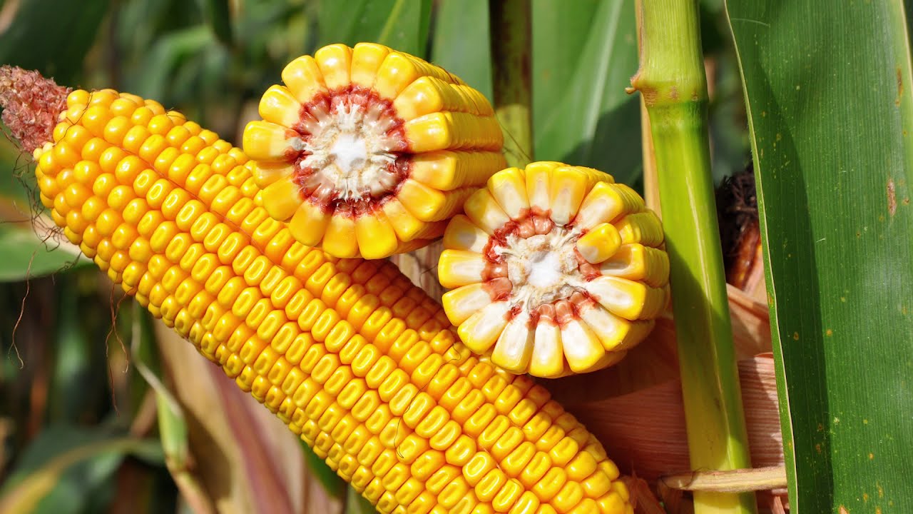 Pioneer, vídeo descritor da variedade P0312, catálogo 2021