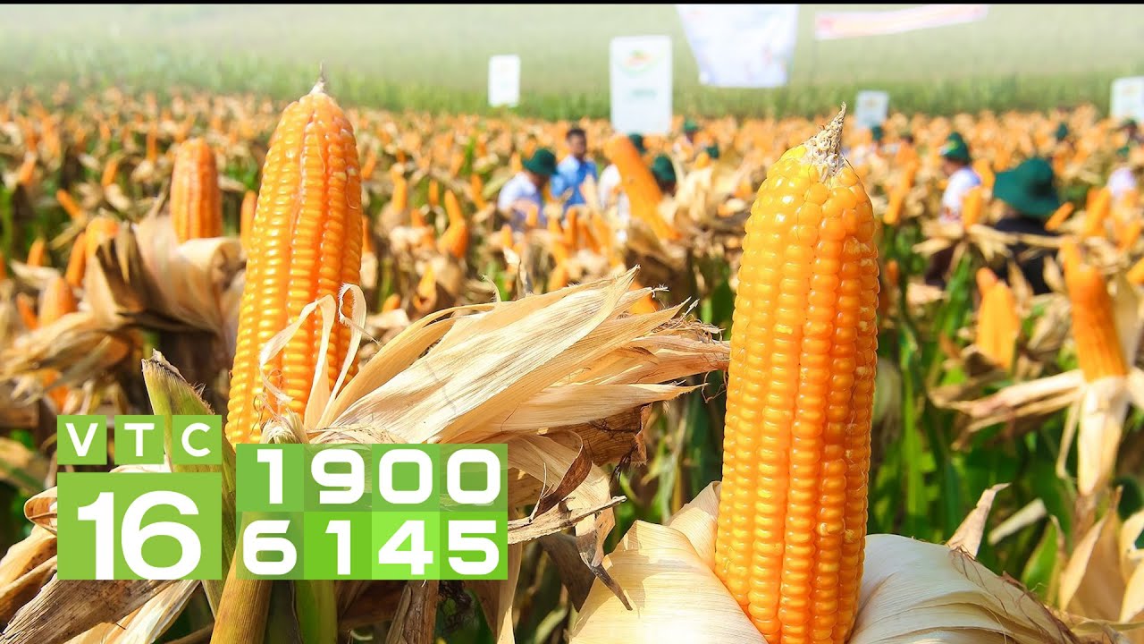 Bước tiến mới của cây trồng biến đổi gen | VTC16