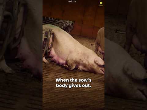 هل ستساعد هذه الخنزيرة الأم لو أمكنك 
