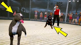 Yavru Pi̇tbull Jason Rottweiler İle Kafes Dövüşü Yapiyor - Gta 5