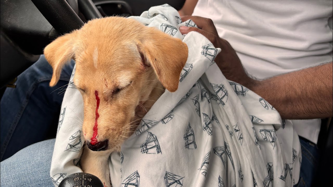 A small, helpless puppy was attacked by a big dog